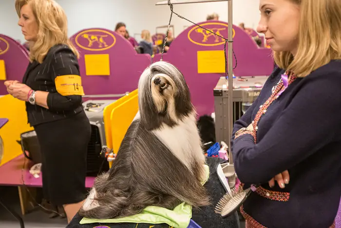 Photos of various dogs from the 2020 Westminster Dog Show